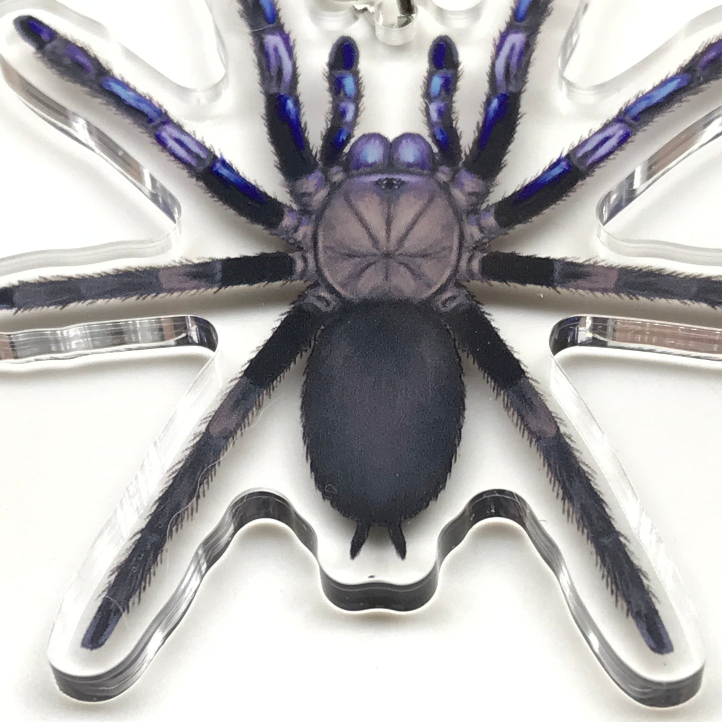 Electric blue Chilobrachys Natanicharum tarantula keychain acrylic charm from The Silk Ranch with detailed arachnid design.