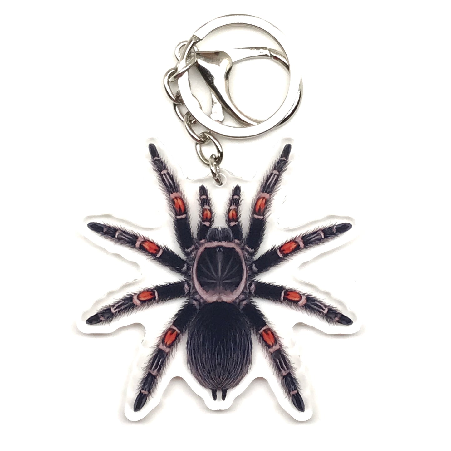 Mexican Flame Knee Tarantula Brachypelma Auratum acrylic keychain charm with detailed spider design from The Silk Ranch.