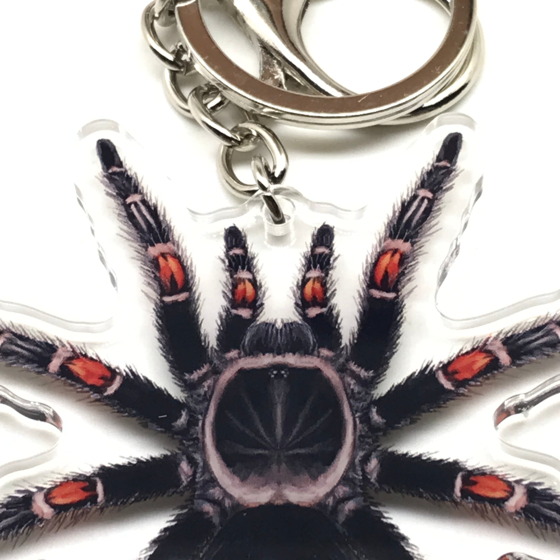 Mexican Flame Knee Tarantula keychain featuring Brachypelma auratum acrylic charm with detailed orange and black coloration.