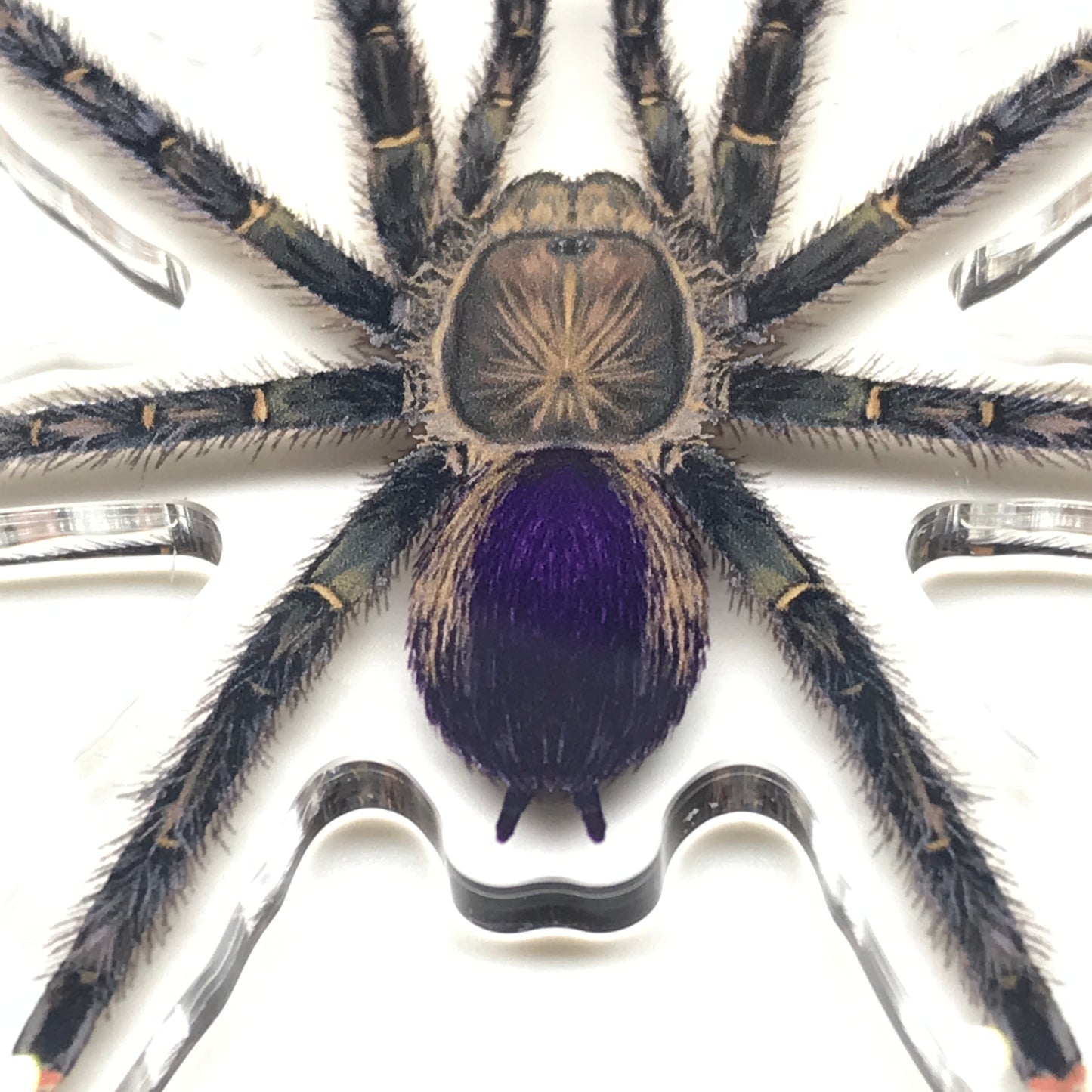 Pinktoe tarantula keychain featuring an acrylic charm of Avicularia sp. Pucallpa by The Silk Ranch.
