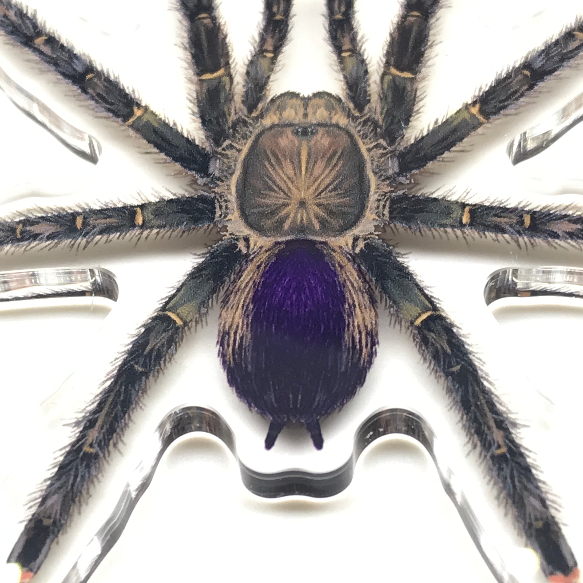 Pinktoe tarantula keychain featuring an acrylic charm of Avicularia sp. Pucallpa by The Silk Ranch.