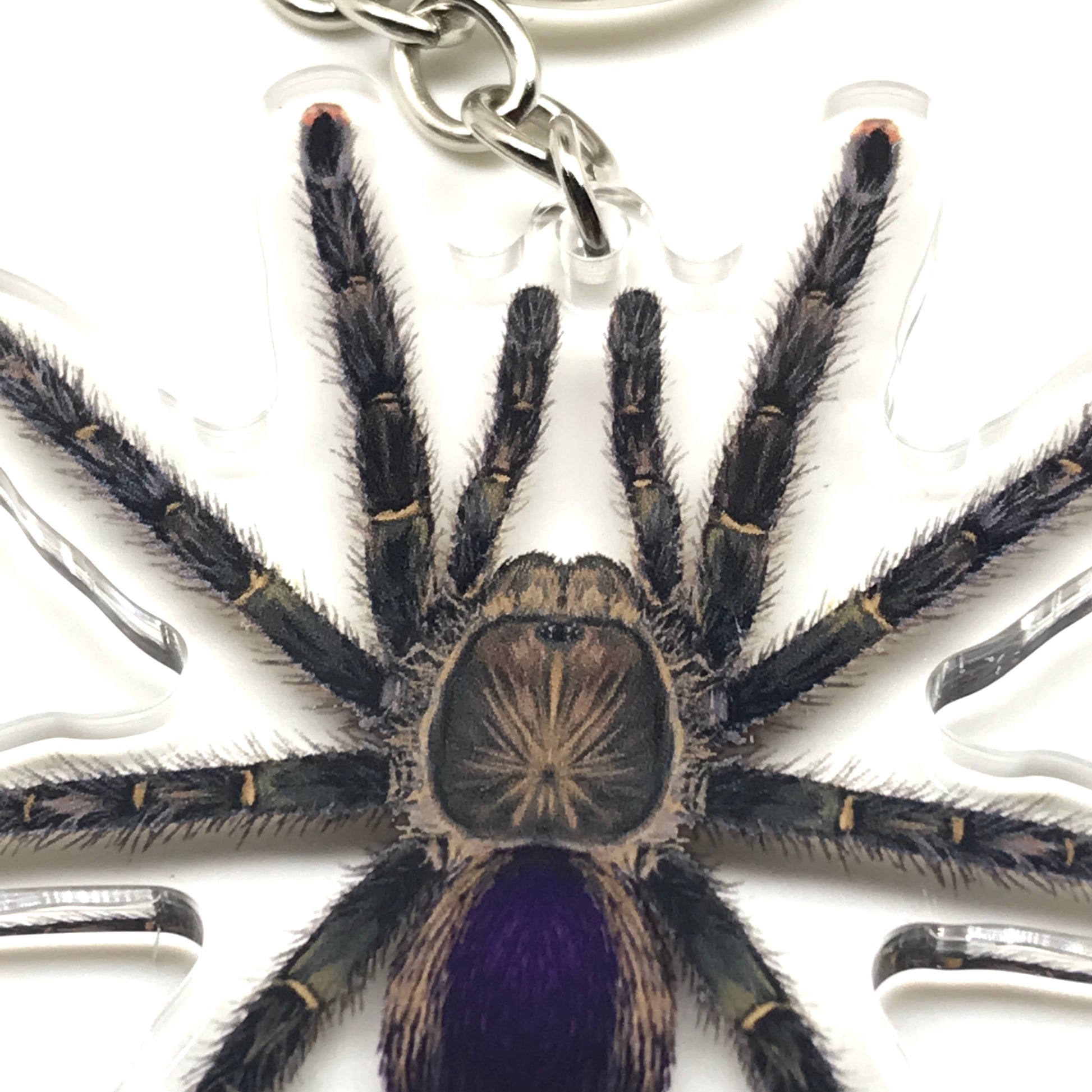 Pinktoe tarantula keychain featuring an acrylic charm of the Avicularia sp. Pucallpa species from The Silk Ranch.