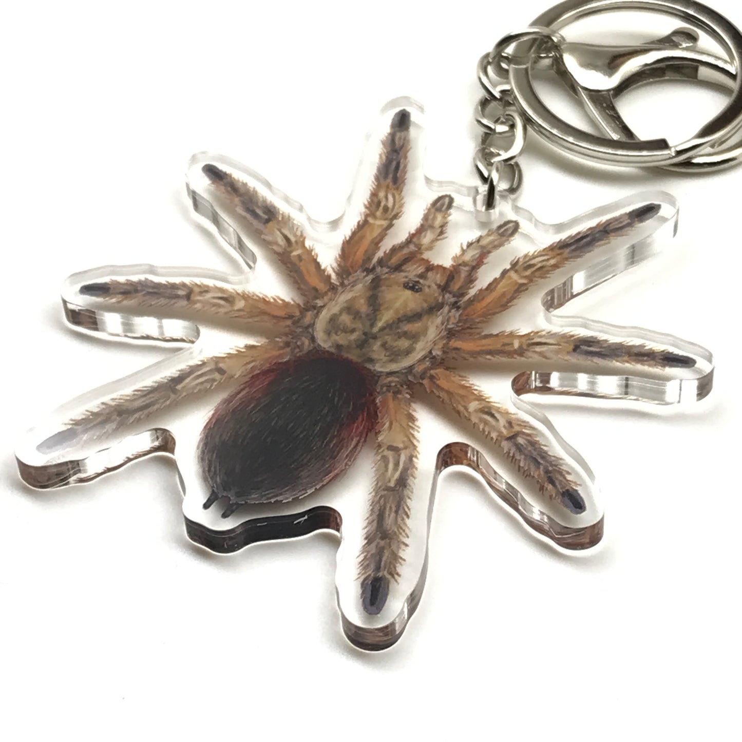 Chilean Golden Flame Tarantula keychain with Euathlus manicata gold acrylic charm on a keyring.