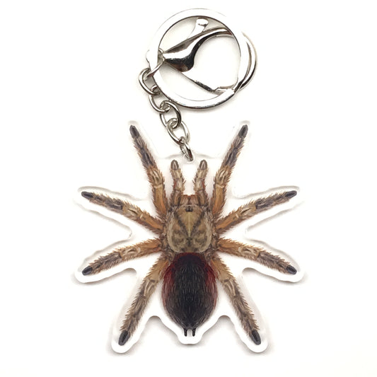 Chilean Golden Flame Tarantula Keychain, Euathlus Manicata Gold Acrylic Charm from The Silk Ranch
