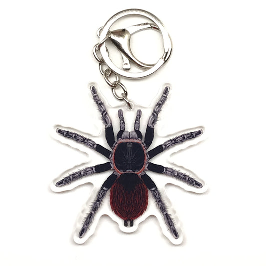 Mexican Red Rump Tarantula Keychain, Tliltocatl Vagans Acrylic Charm from The Silk Ranch