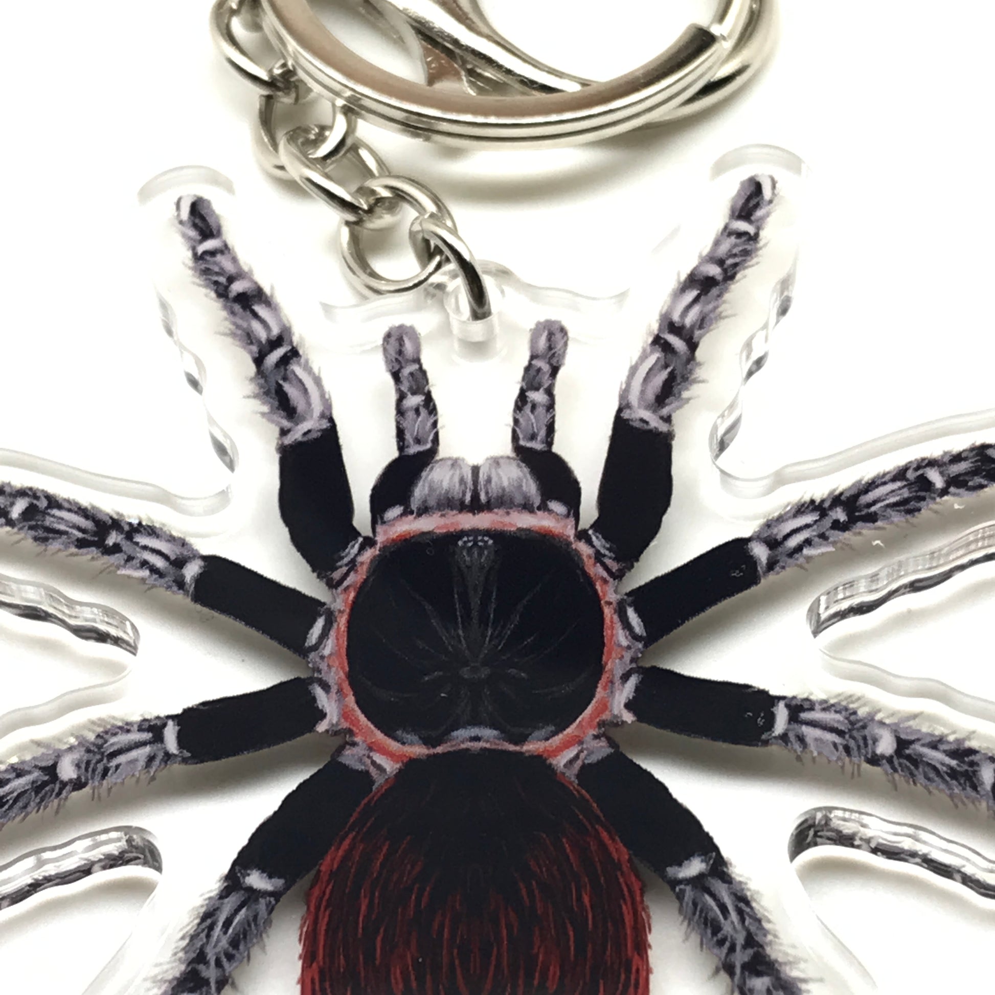 Mexican Red Rump Tarantula keychain acrylic charm featuring a Tliltocatl Vagans spider from The Silk Ranch.