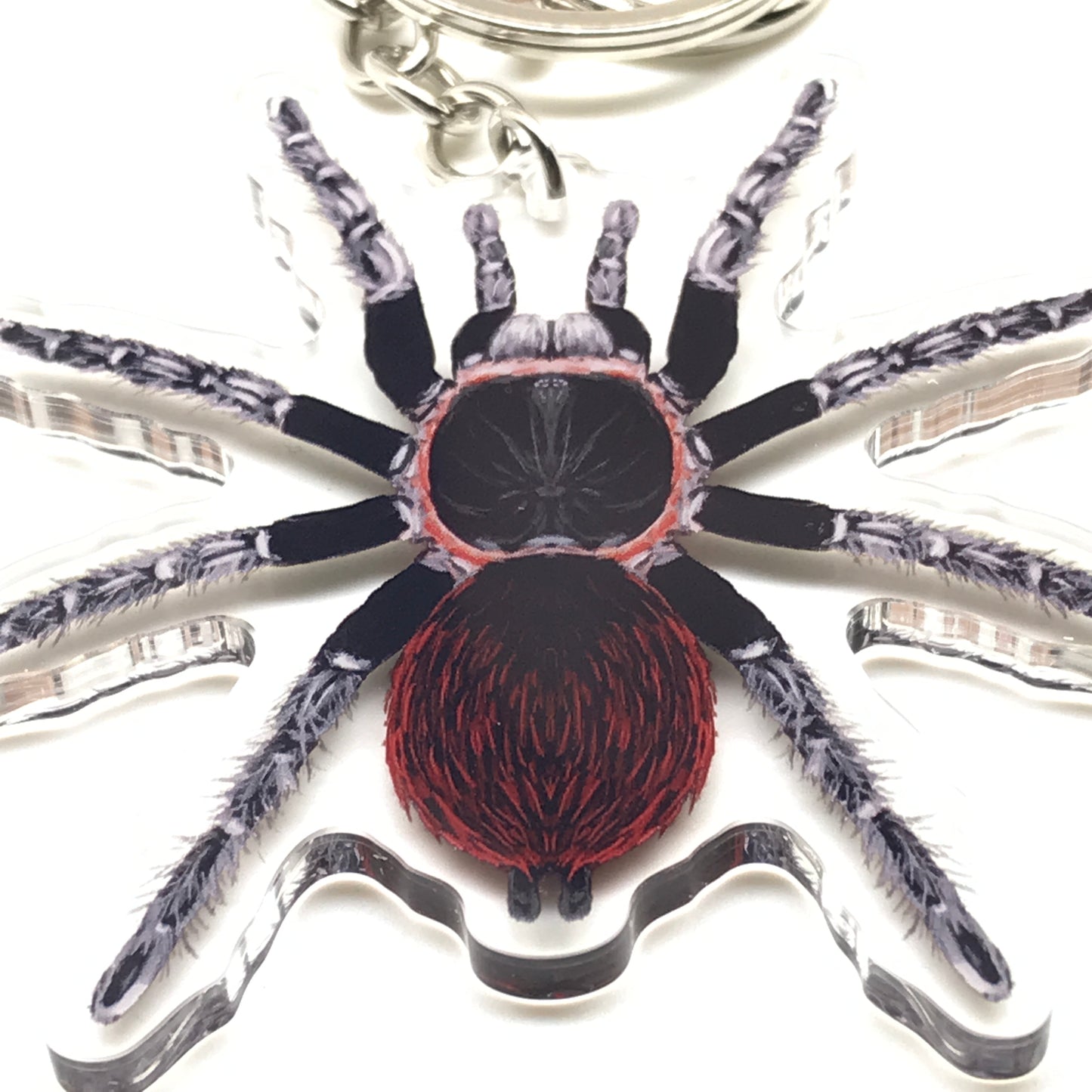 Acrylic keychain featuring a Mexican Red Rump Tarantula (Tliltocatl Vagans) charm with detailed red and black coloring.