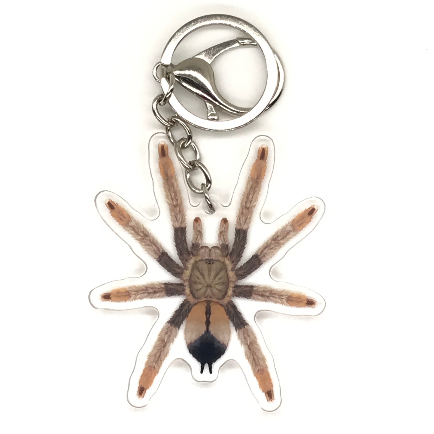 Panama Blonde Tarantula Keychain, Psalmopoeus Pulcher Acrylic Charm from The Silk Ranch
