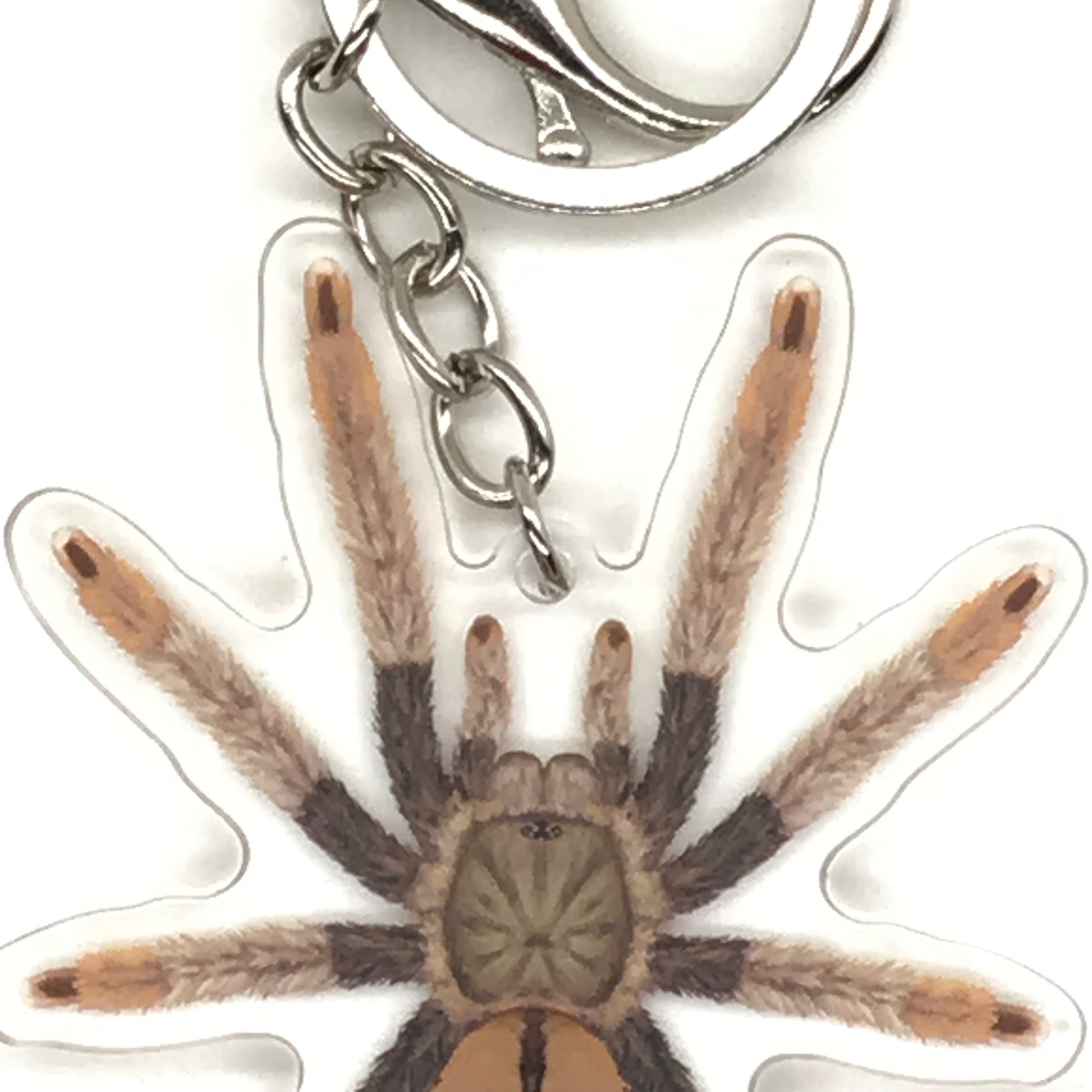 Panama Blonde Tarantula Keychain, Psalmopoeus Pulcher Acrylic Charm from The Silk Ranch