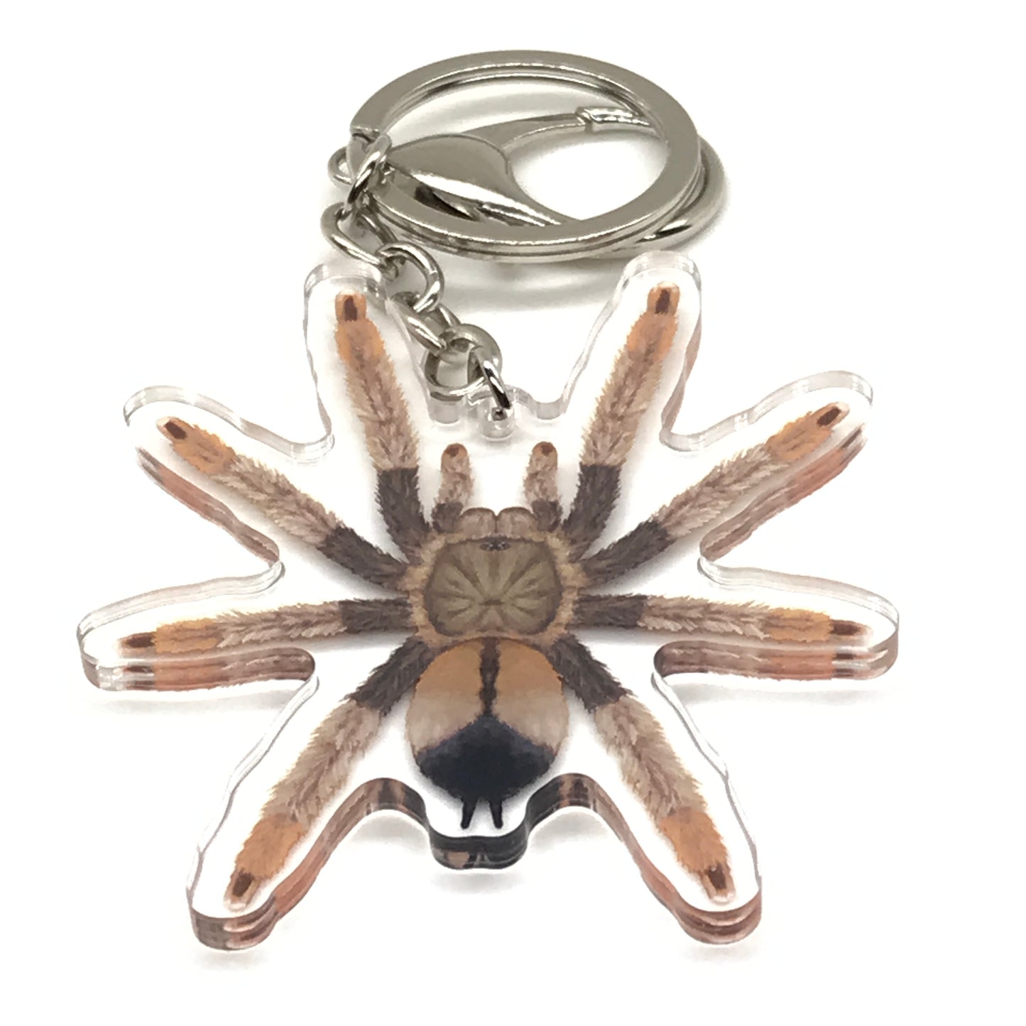 Panama Blonde Tarantula Keychain, Psalmopoeus Pulcher Acrylic Charm from The Silk Ranch