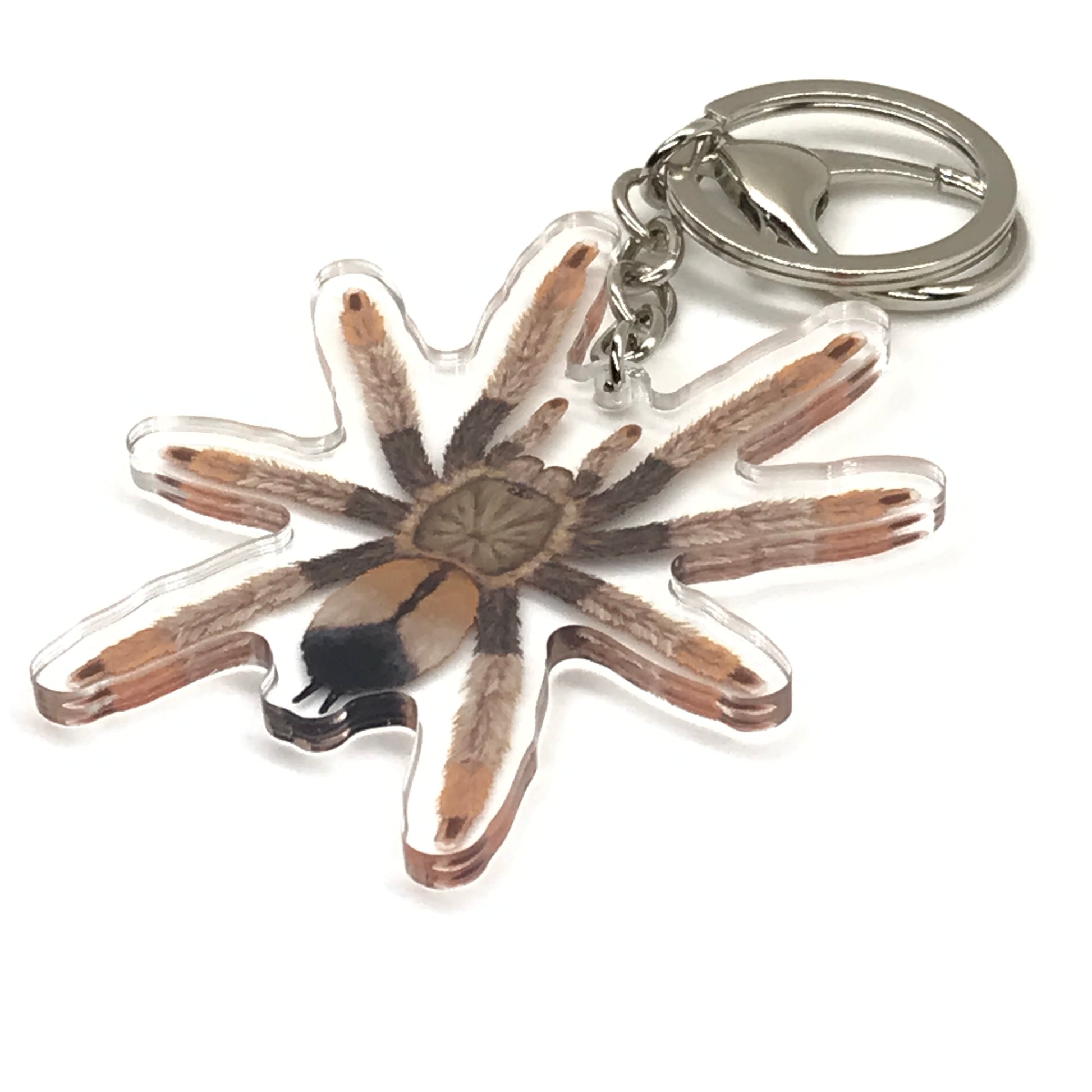 Panama Blonde Tarantula Keychain, Psalmopoeus Pulcher Acrylic Charm from The Silk Ranch