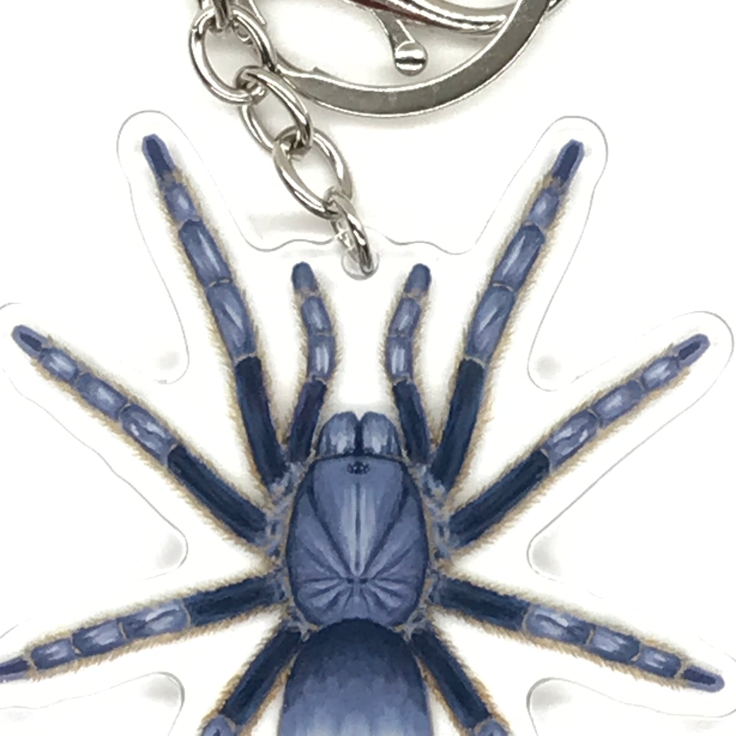 Vietnam Silver Tarantula Keychain, Ornithoctoninae sp. Vietnam Silver Acrylic Charm from The Silk Ranch