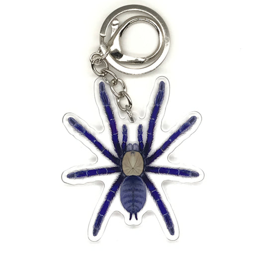 Singapore Blue Tarantula Keychain, Omothymus Violaceopes Acrylic Charm from The Silk Ranch