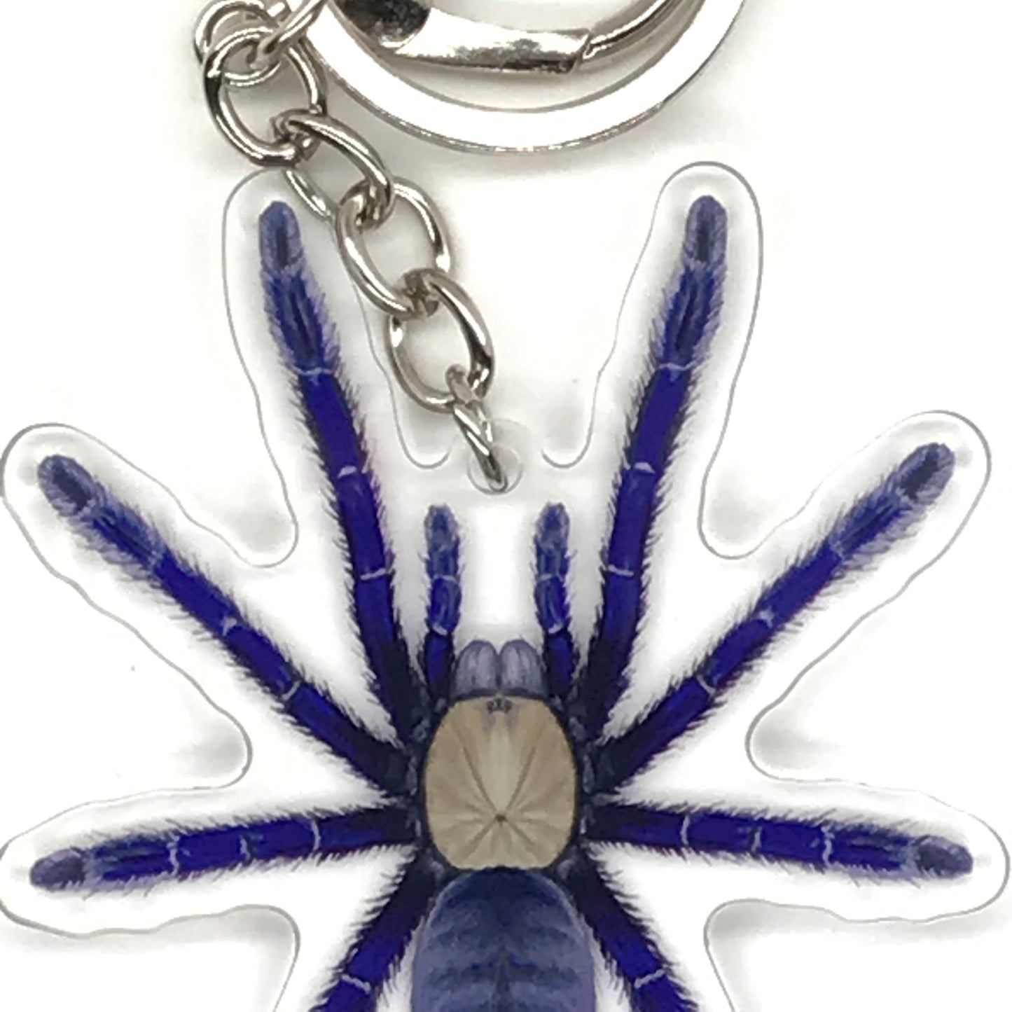 Singapore Blue Tarantula Keychain, Omothymus Violaceopes Acrylic Charm from The Silk Ranch