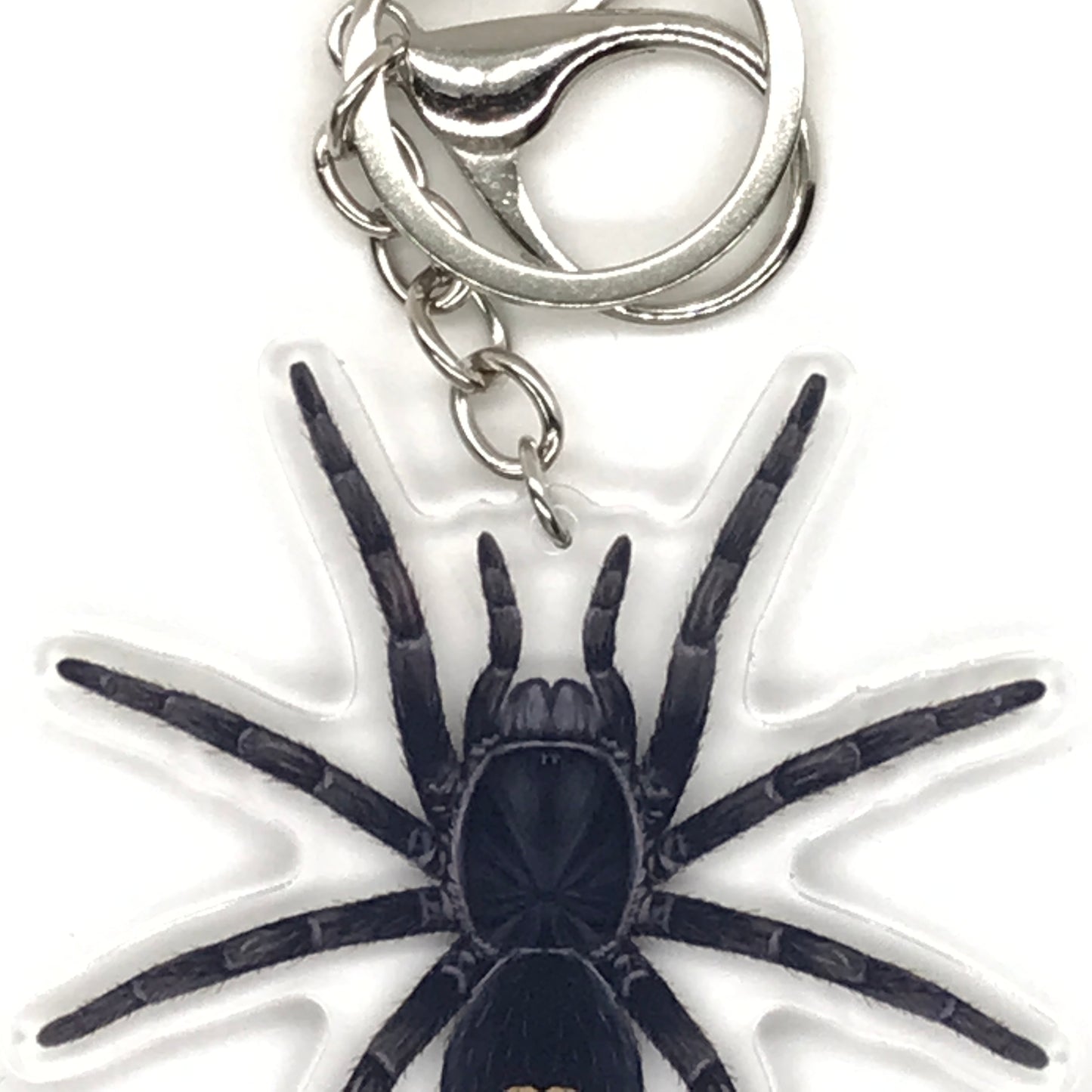Golden Heart Dwarf Tarantula Keychain, Cyriocosmus sp. Oronegro Acrylic Charm from The Silk Ranch