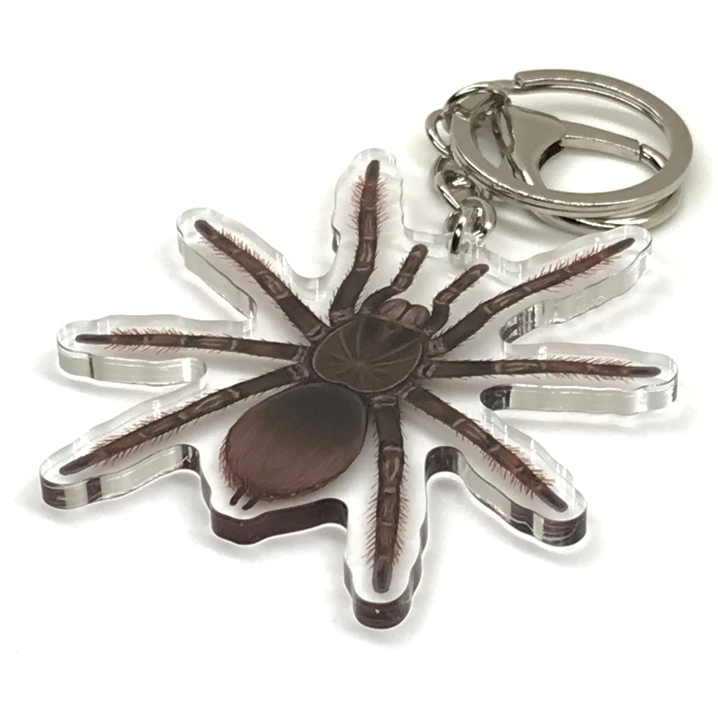 Burgundy Goliath Birdeater Tarantula Keychain, Theraphosa Stirmi Acrylic Charm from The Silk Ranch