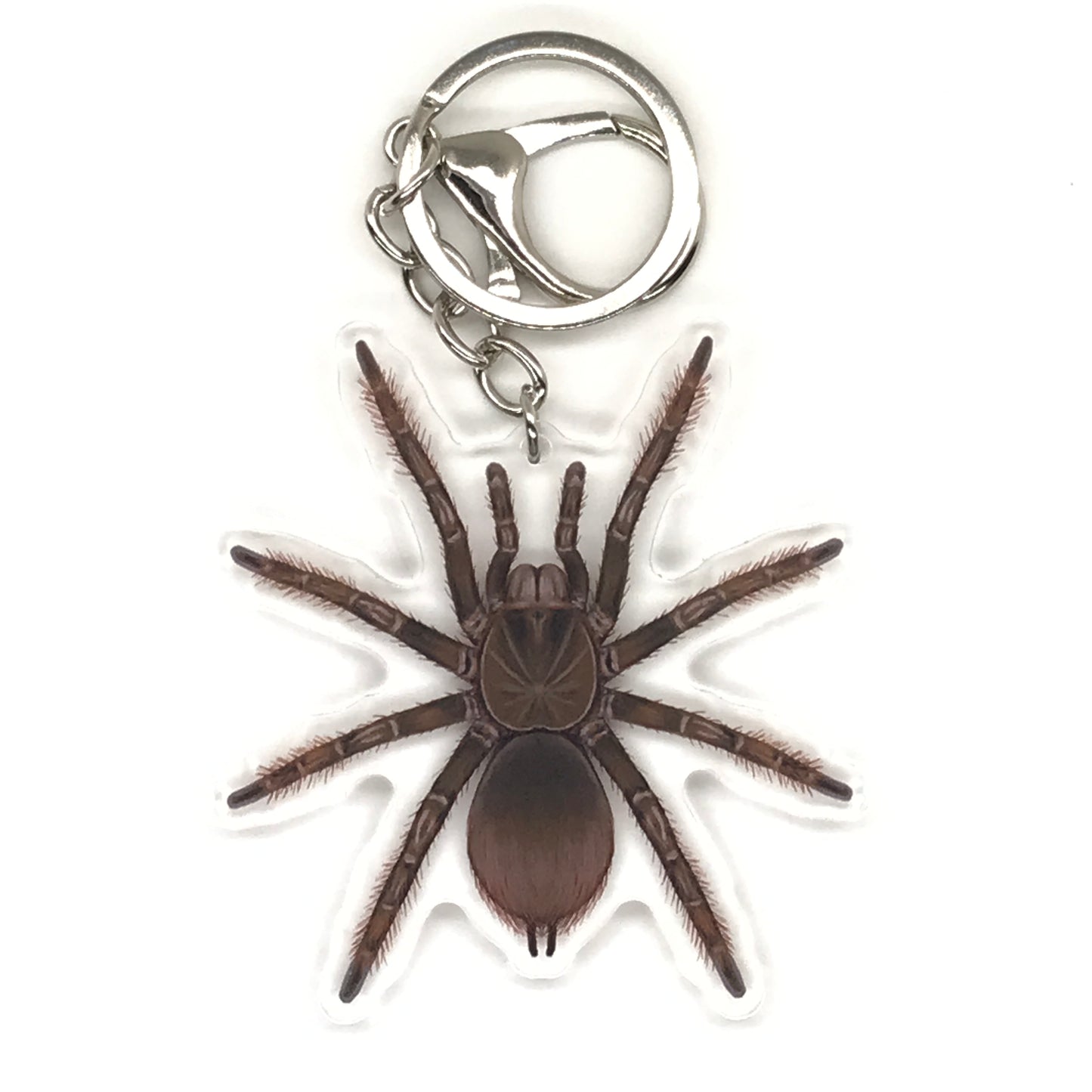Burgundy Goliath Birdeater Tarantula Keychain, Theraphosa Stirmi Acrylic Charm from The Silk Ranch