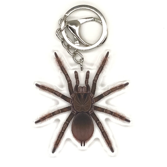 Burgundy Goliath Birdeater Tarantula Keychain, Theraphosa Stirmi Acrylic Charm from The Silk Ranch