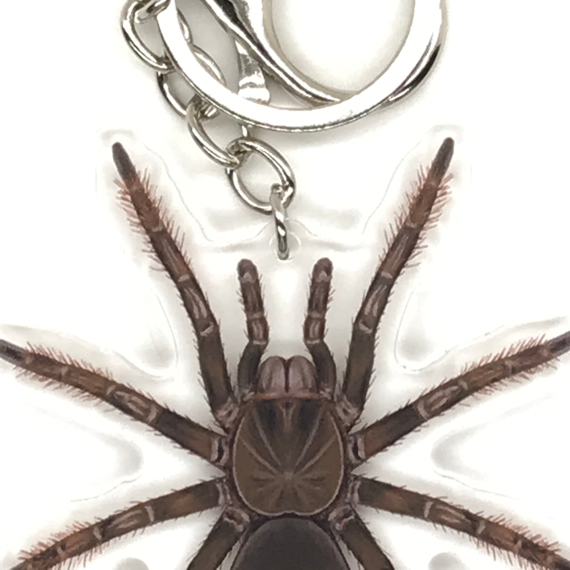 Burgundy Goliath Birdeater Tarantula Keychain, Theraphosa Stirmi Acrylic Charm from The Silk Ranch