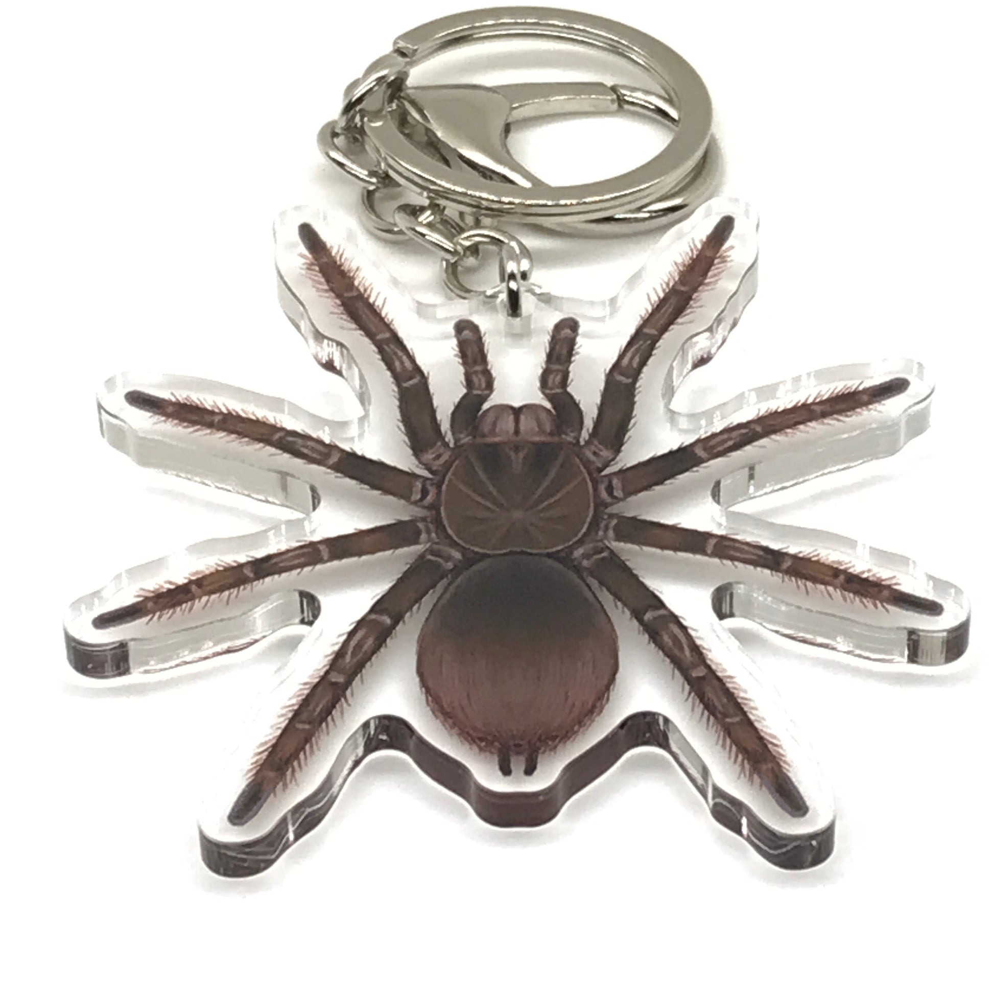 Burgundy Goliath Birdeater Tarantula Keychain, Theraphosa Stirmi Acrylic Charm from The Silk Ranch