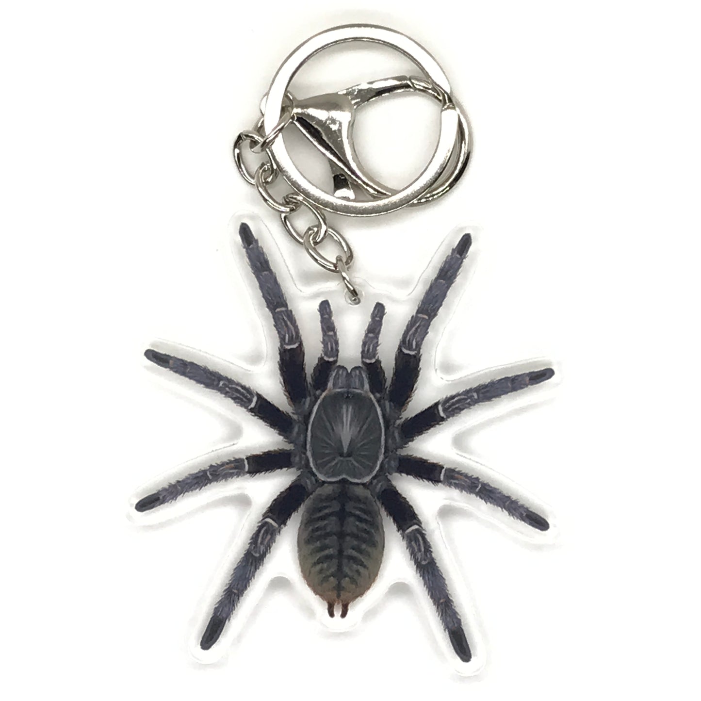 Chinese Black Earth Tiger Tarantula Keychain, Cyriopagopus Hainanus Acrylic Charm from The Silk Ranch