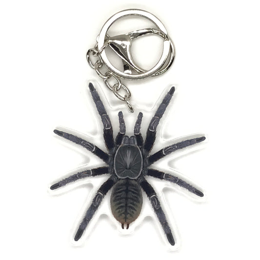Chinese Black Earth Tiger Tarantula Keychain, Cyriopagopus Hainanus Acrylic Charm from The Silk Ranch