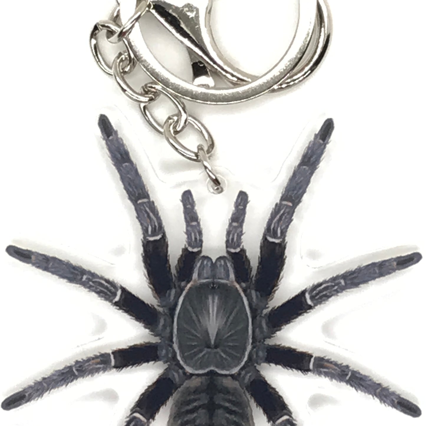Chinese Black Earth Tiger Tarantula Keychain, Cyriopagopus Hainanus Acrylic Charm from The Silk Ranch