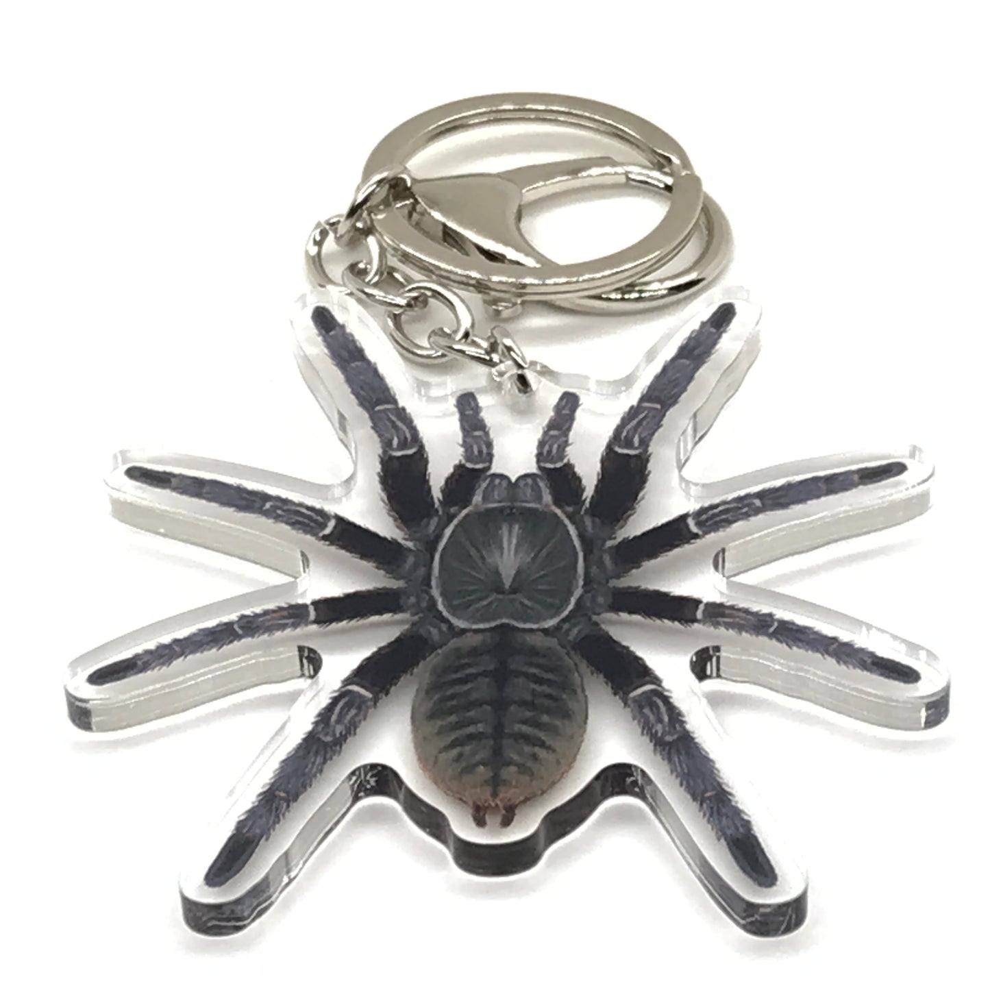 Chinese Black Earth Tiger Tarantula Keychain, Cyriopagopus Hainanus Acrylic Charm from The Silk Ranch