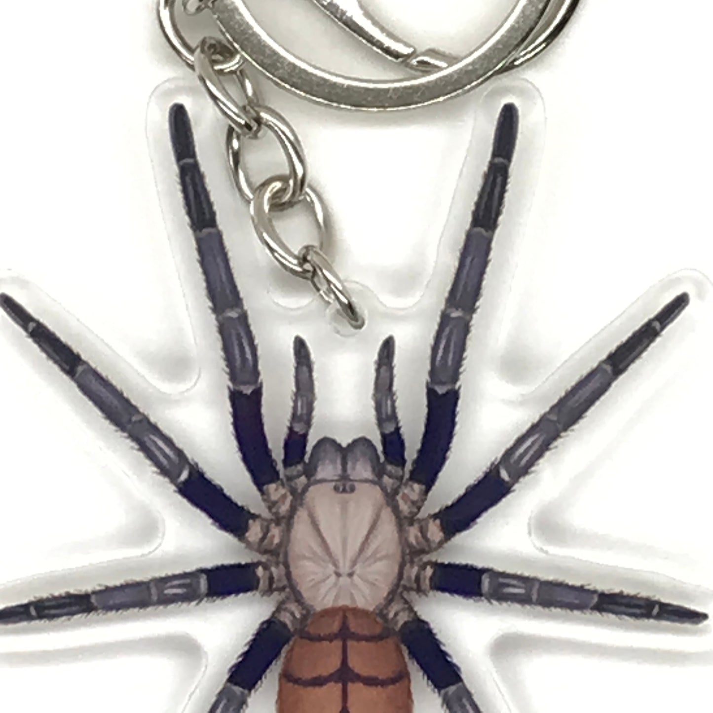 Indian Violet Tarantula Keychain, Chilobrachys Fimbriatus Acrylic Charm from The Silk Ranch