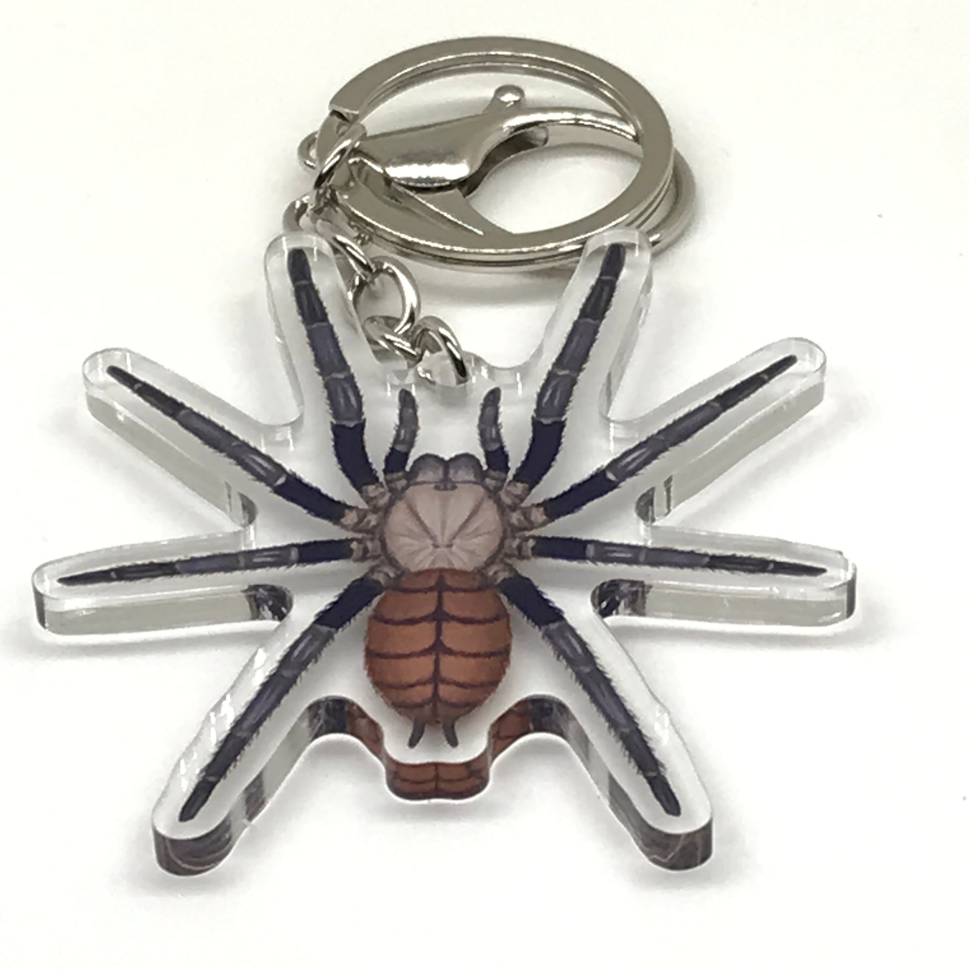 Indian Violet Tarantula Keychain, Chilobrachys Fimbriatus Acrylic Charm from The Silk Ranch