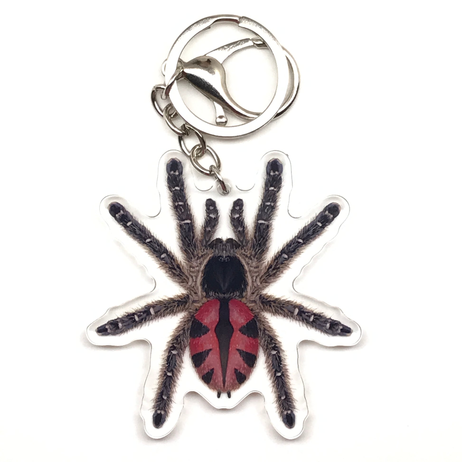 Paraiba Jewel Tarantula keychain featuring Typhochlaena Curumim acrylic charm with vibrant colors and detailed arachnid design.