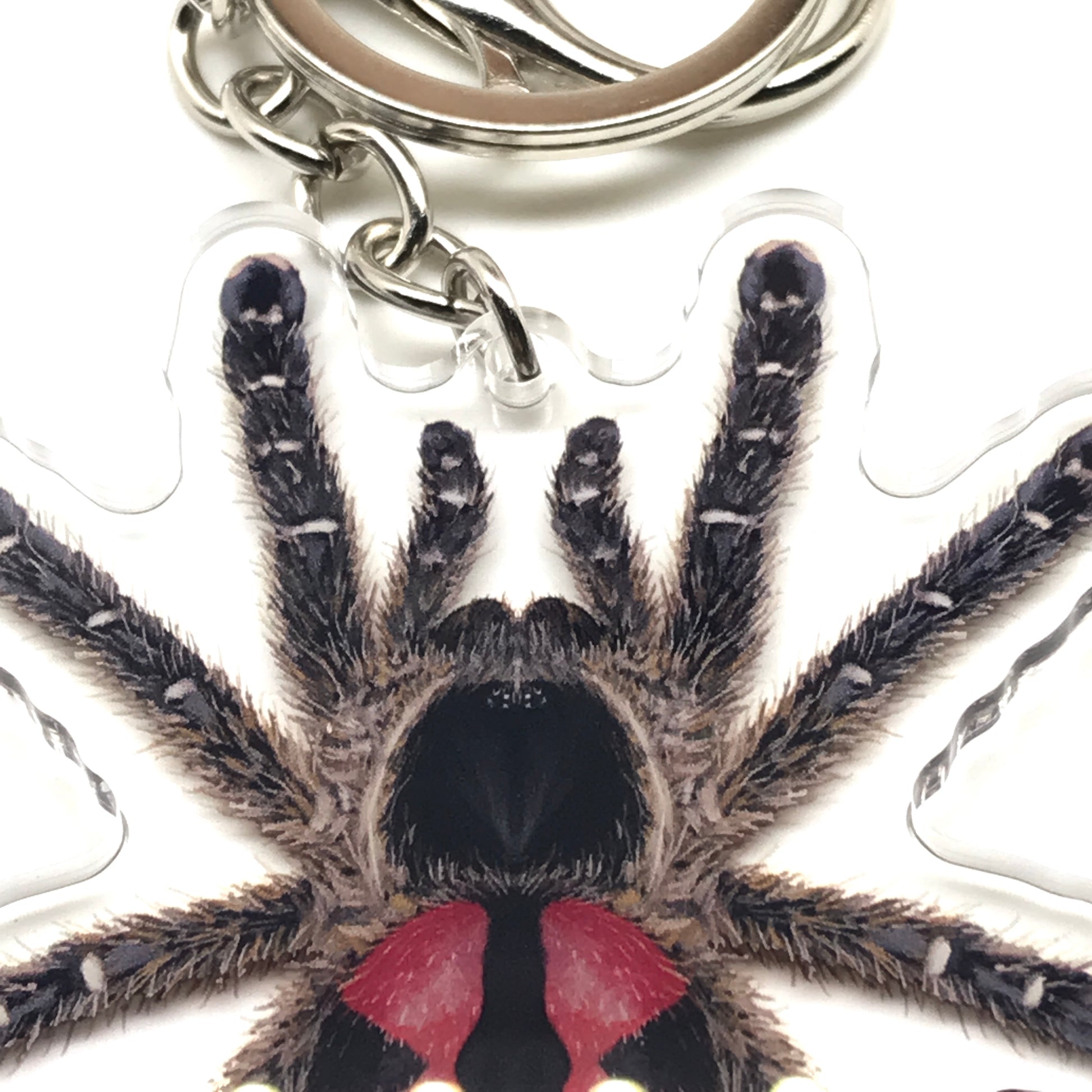Paraiba Jewel Tarantula keychain by The Silk Ranch featuring Typhochlaena Curumim acrylic charm with vibrant blue and green colors.