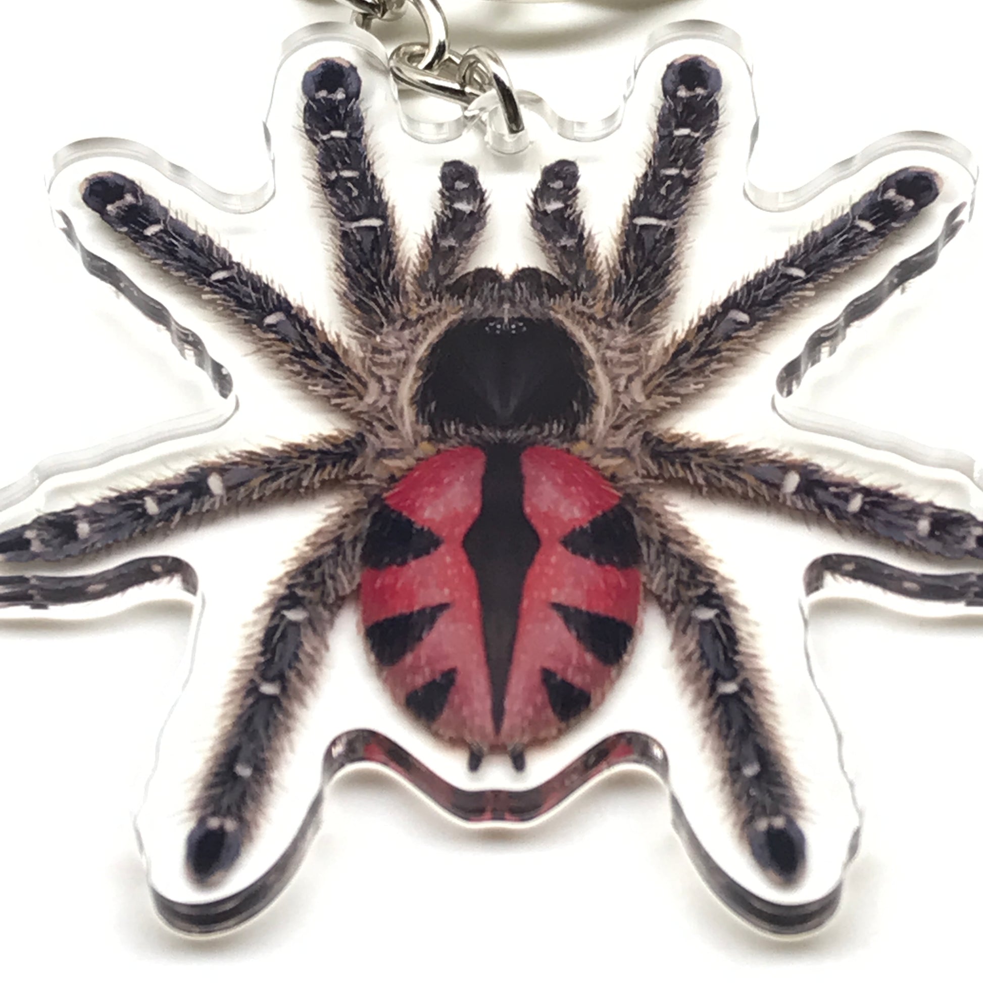 Paraiba Jewel Tarantula keychain by The Silk Ranch featuring a Typhochlaena Curumim acrylic charm with vibrant colors.