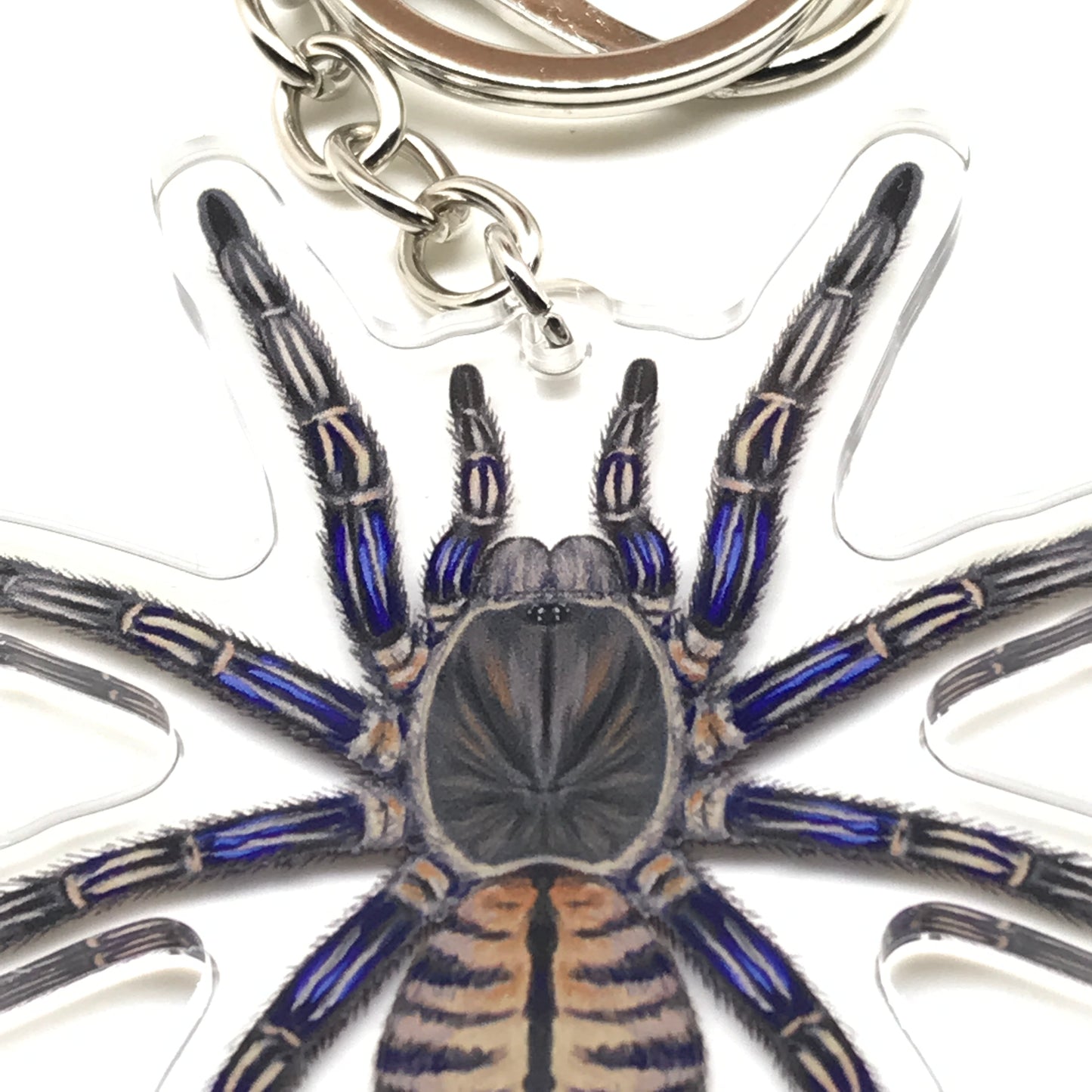 Purple Zebra Earth Tiger Tarantula keychain by The Silk Ranch featuring a Cyriopagopus Albostriatus acrylic charm with purple and black markings.