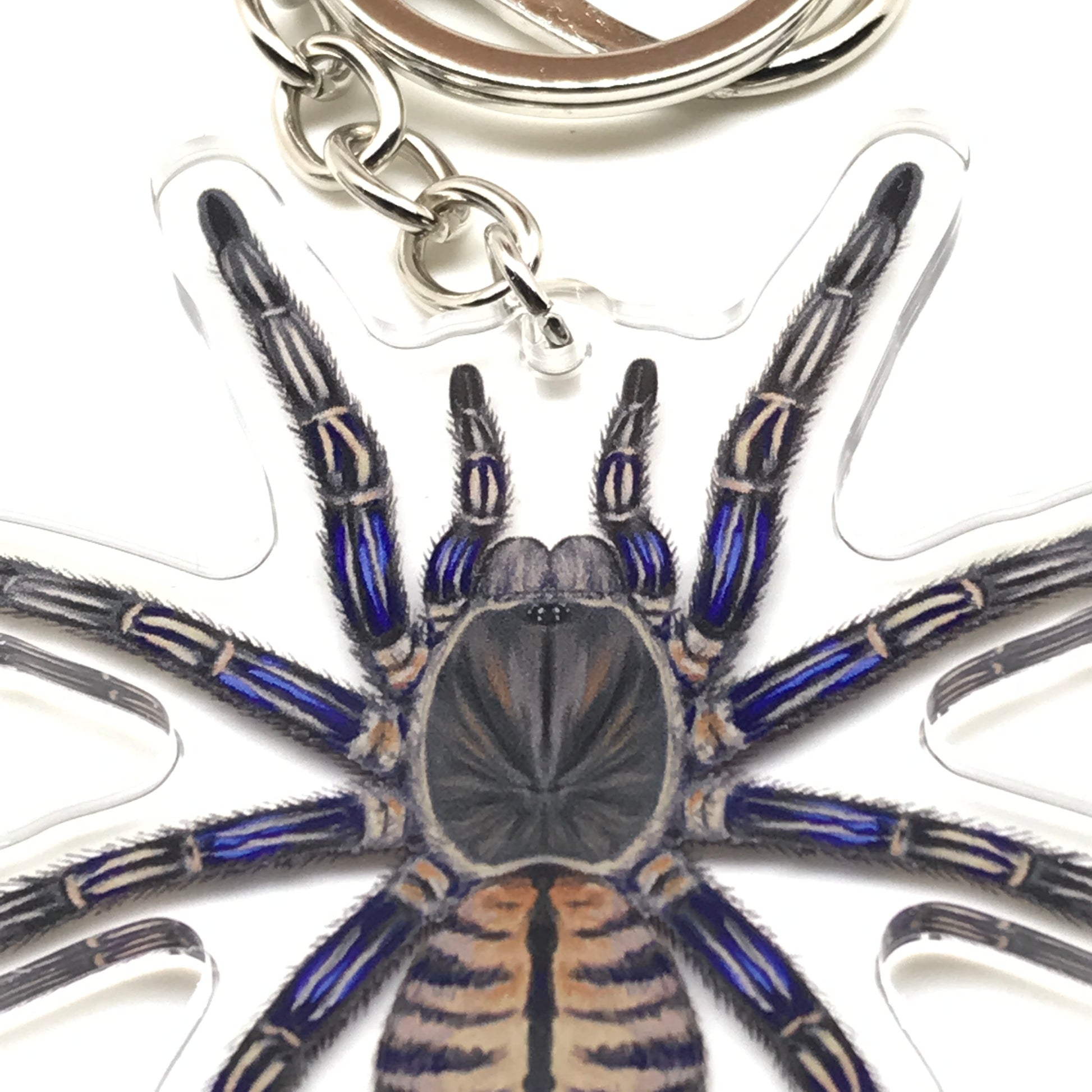 Purple Zebra Earth Tiger Tarantula keychain by The Silk Ranch featuring a Cyriopagopus Albostriatus acrylic charm with purple and black markings.