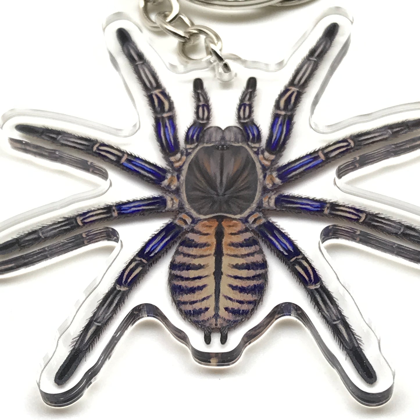 Purple Zebra Earth Tiger Tarantula keychain by The Silk Ranch featuring a purple zebra acrylic charm and realistic tarantula design.