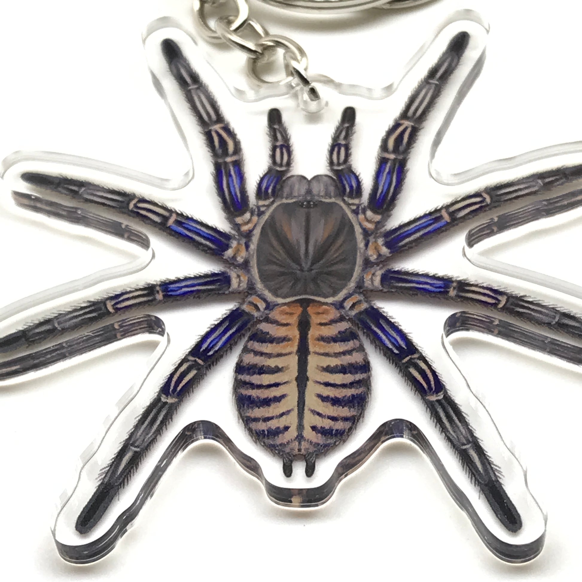 Purple Zebra Earth Tiger Tarantula keychain by The Silk Ranch featuring a purple zebra acrylic charm and realistic tarantula design.