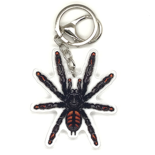 Venezuelan Sun Tiger Tarantula Keychain, Psalmopoeus Irminia Acrylic Charm from The Silk Ranch