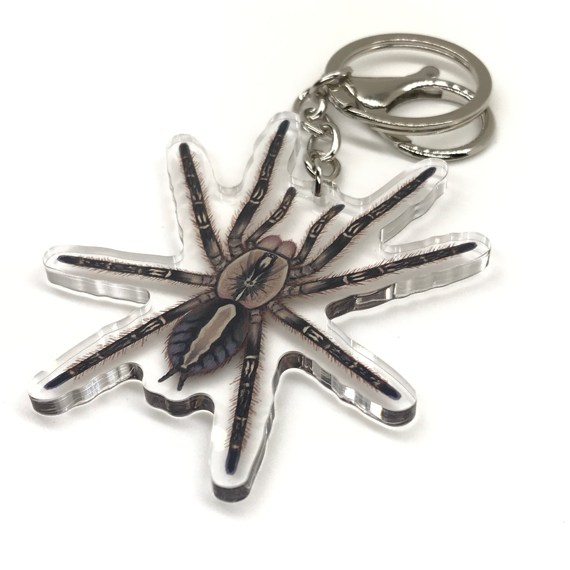 Fringed Ornamental Tarantula Keychain, Poecilotheria Ornata Acrylic Charm from The Silk Ranch