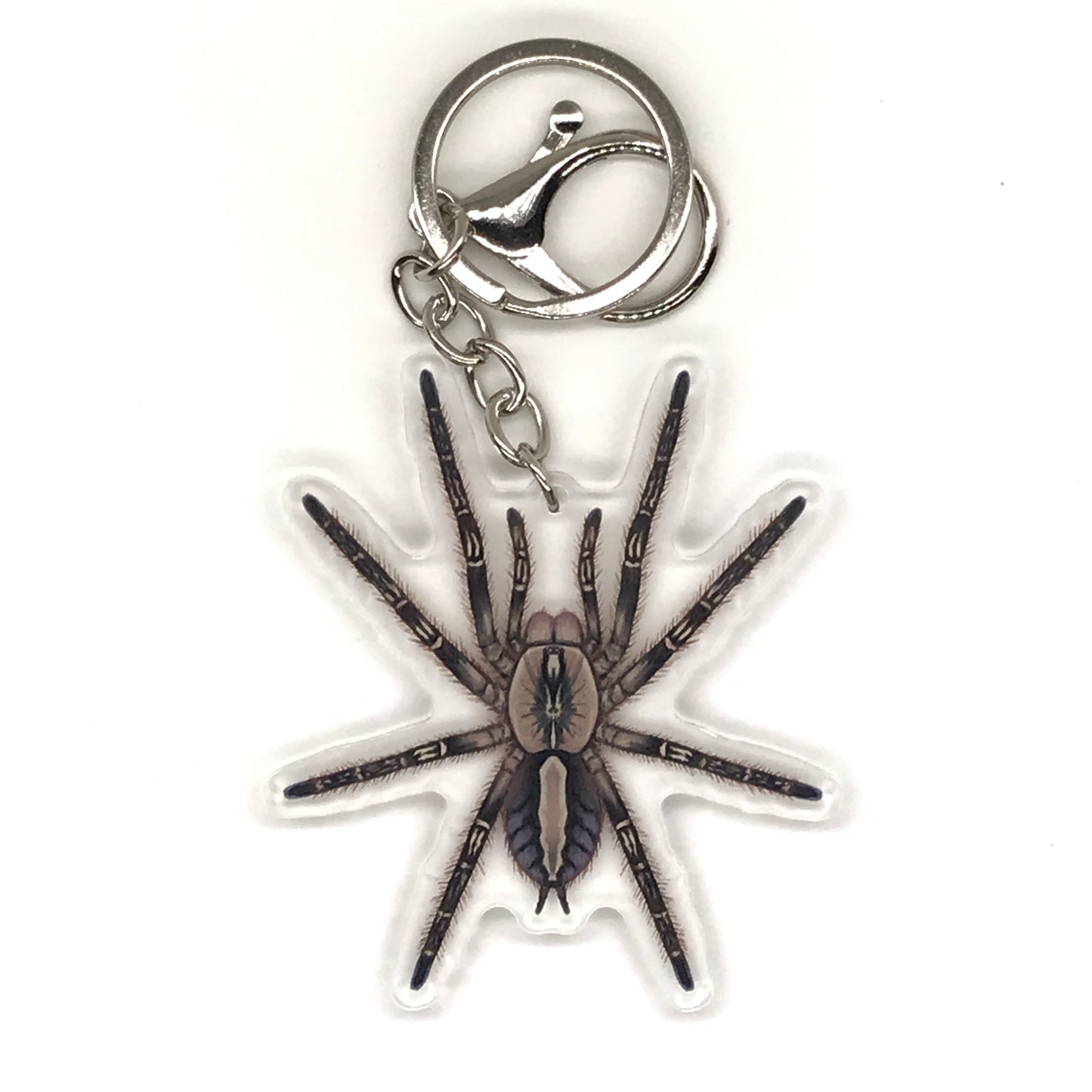 Fringed Ornamental Tarantula Keychain, Poecilotheria Ornata Acrylic Charm from The Silk Ranch