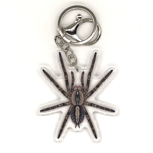 Fringed Ornamental Tarantula Keychain, Poecilotheria Ornata Acrylic Charm from The Silk Ranch
