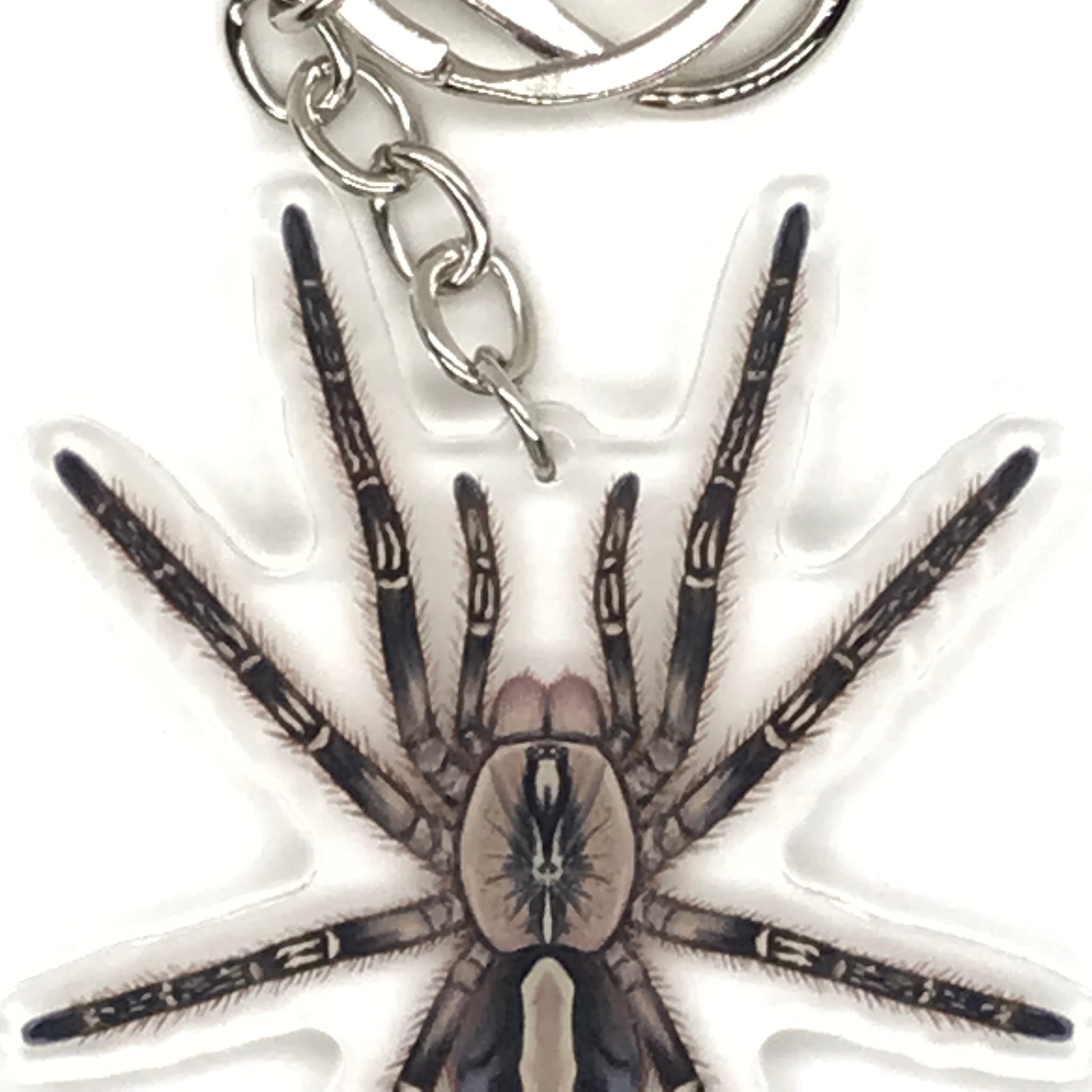 Fringed Ornamental Tarantula Keychain, Poecilotheria Ornata Acrylic Charm from The Silk Ranch
