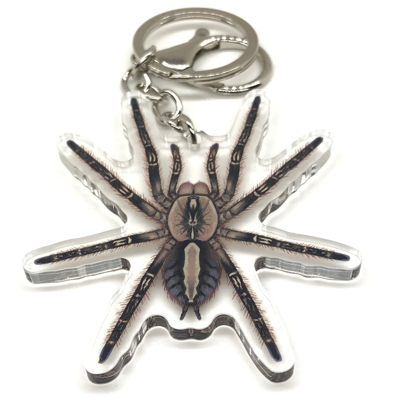 Fringed Ornamental Tarantula Keychain, Poecilotheria Ornata Acrylic Charm from The Silk Ranch