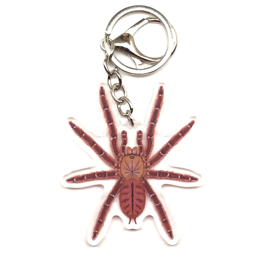 Peach Earth Tiger Tarantula Keychain, Aspinochilus Rufus Acrylic Charm from The Silk Ranch