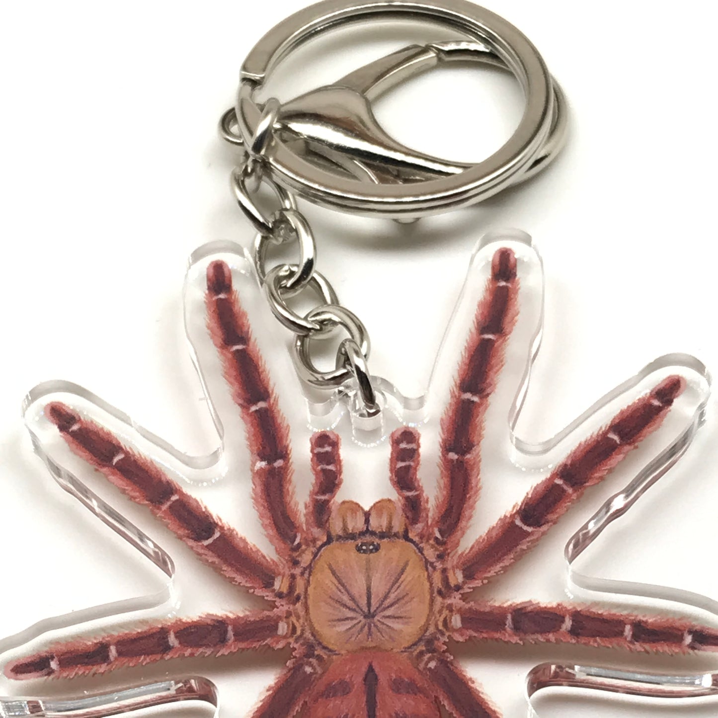 Peach Earth Tiger Tarantula keychain acrylic charm featuring Aspinochilus rufus spider design, from The Silk Ranch.