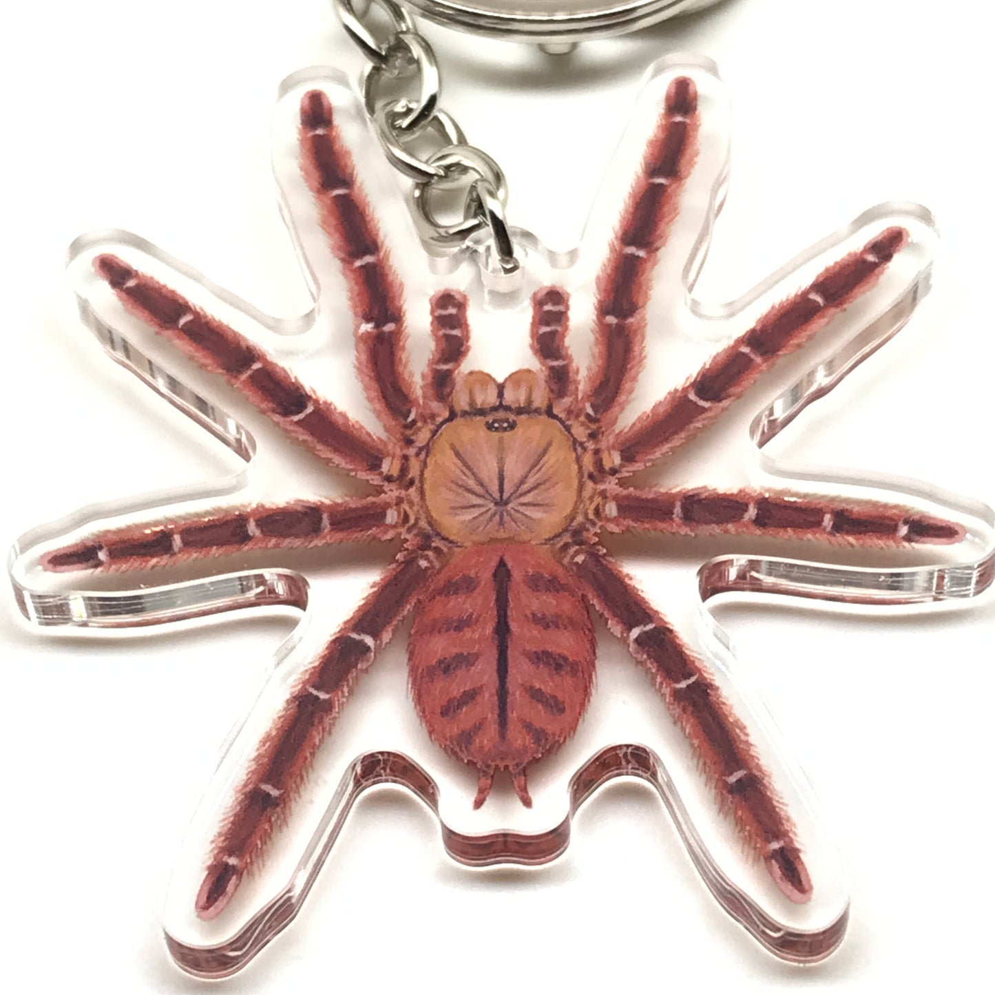 Peach Earth Tiger Tarantula keychain acrylic charm with Aspinochilus Rufus design from The Silk Ranch, detailed and vibrant.