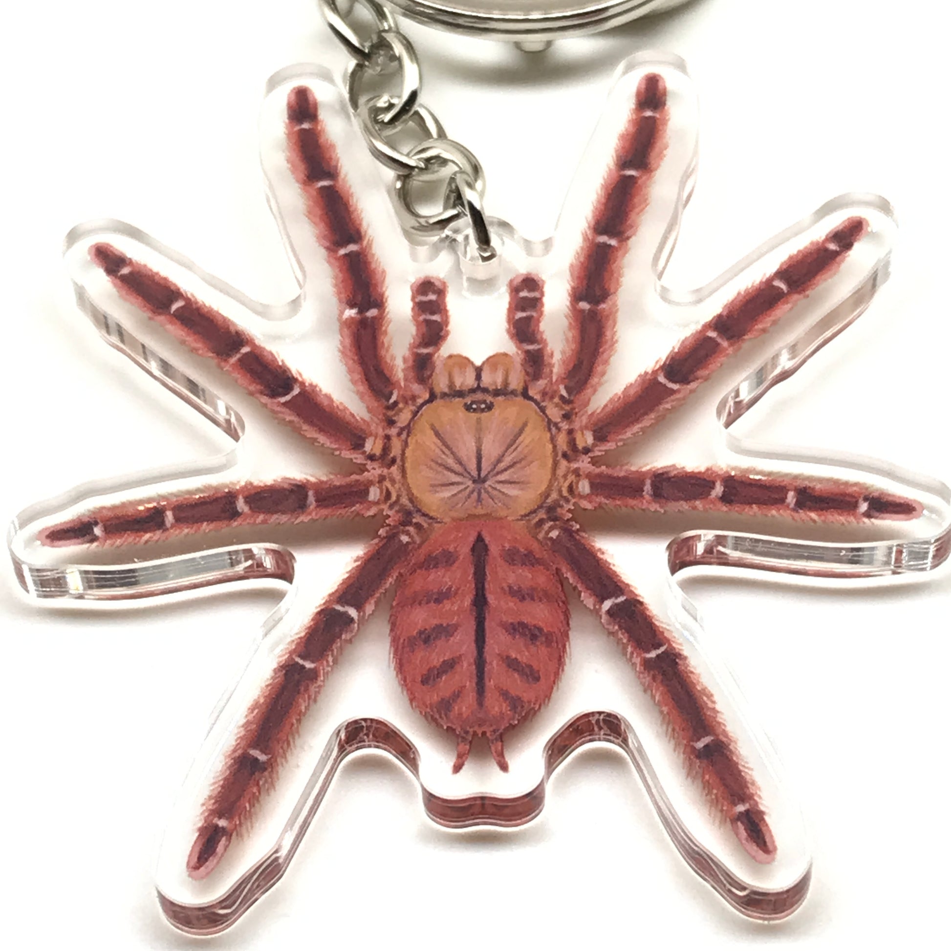 Peach Earth Tiger Tarantula keychain acrylic charm with Aspinochilus Rufus design from The Silk Ranch, detailed and vibrant.