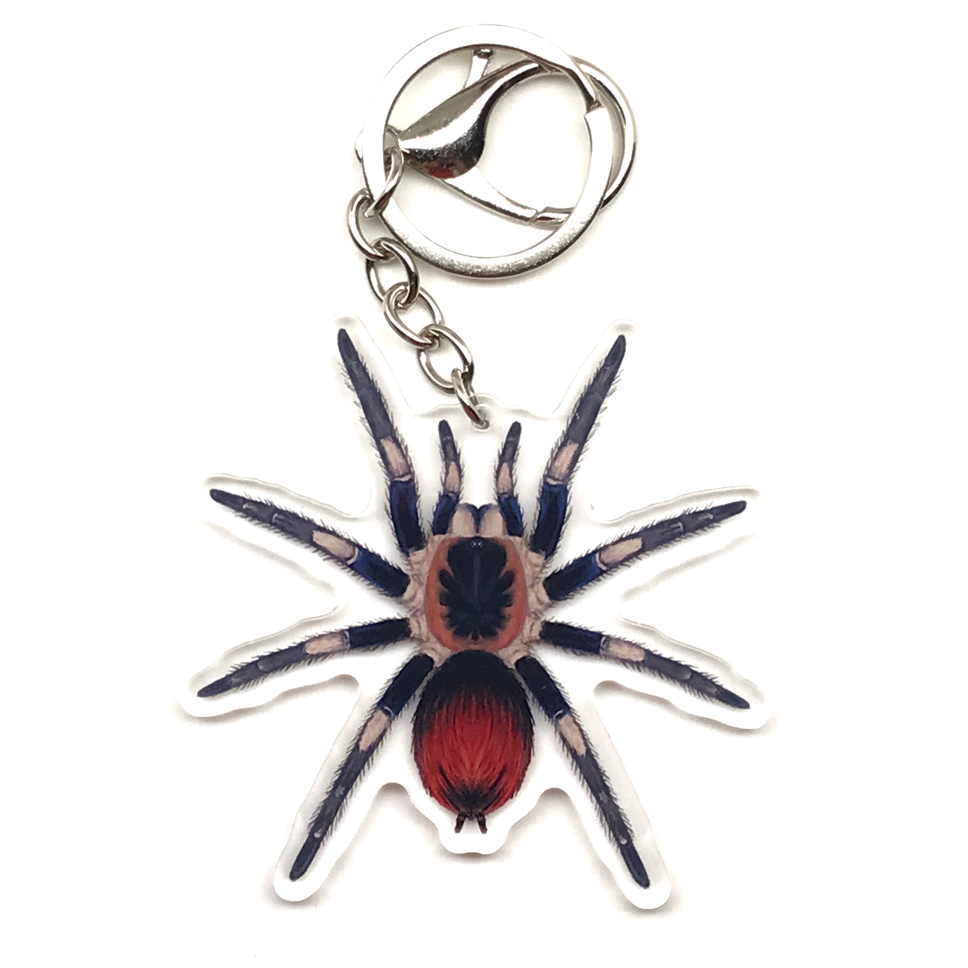 Captain America Tarantula keychain featuring Hapalotremus Vilcanota acrylic charm from The Silk Ranch.