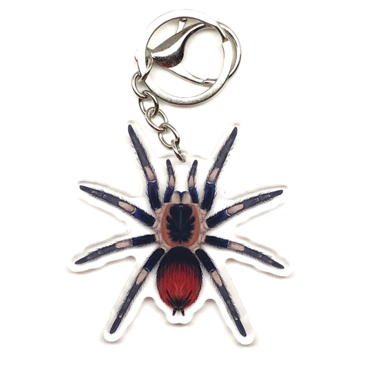 Captain America Tarantula Keychain, Hapalotremus Vilcanota Acrylic Charm from The Silk Ranch