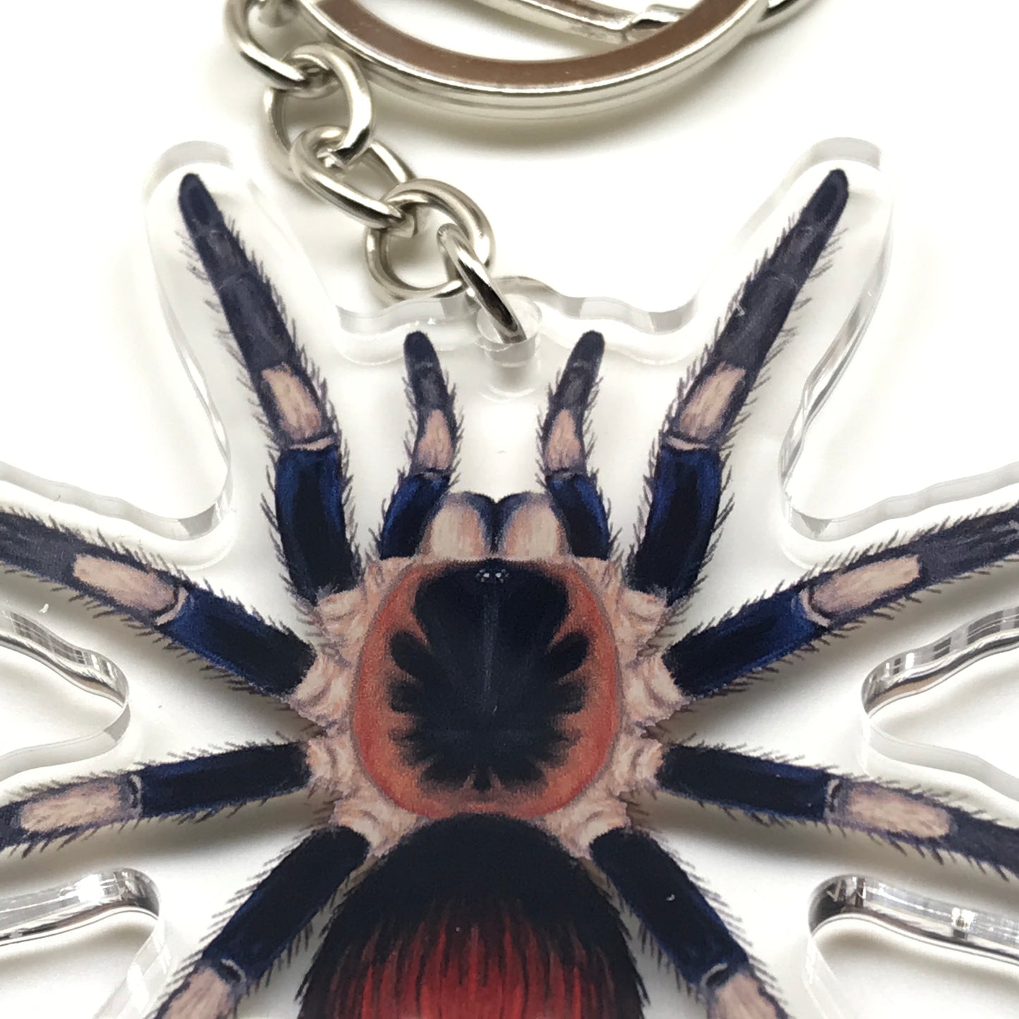 Captain America tarantula keychain featuring Hapalotremus Vilcanota acrylic charm from The Silk Ranch, showcasing vibrant spider design.